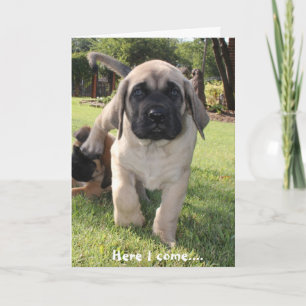 Mastiff puppy coming to wish you a happy v-day holiday card