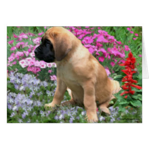 Mastiff puppy flower garden
