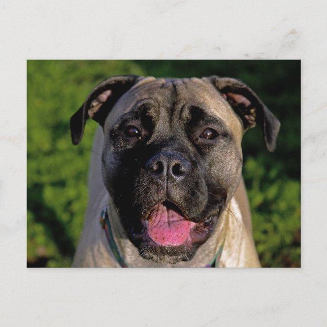 Mastiff Smile Postcards (Front)