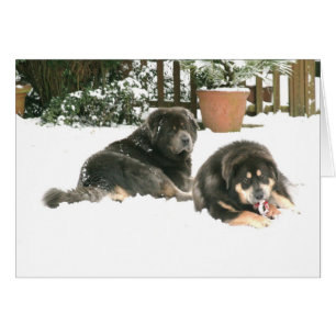 Mastiff Tibétain Caspar & Jampo