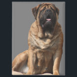 Mastiff Vatertag Best Friends  Magnet<br><div class="desc">Traumhafte old english Mastiff Hündin . Der Mastiff  ist ein Molosser und ein sehr guter Wachhund.. Er ist stolzer und sehr sanfter Riese.Diese Hunderasse ist eine englische Dogge ,  äußerst liebenswert und sehr treu. Ein toller Familienhund der immer ausgeglichen ist. Ein Geschenk für jeden Hundefreund von grossen Hunderassen.</div>