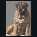 Mastiff Vatertag Best Friends Magnet<br><div class="desc">Traumhafte old english Mastiff Hündin . Der Mastiff ist ein Molosser und ein sehr guter Wachhund.. Er ist stolzer und sehr sanfter Riese.Diese Hunderasse ist eine englische Dogge , äußerst liebenswert und sehr treu. Ein toller Familienhund der immer ausgeglichen ist. Ein Geschenk für jeden Hundefreund von grossen Hunderassen.</div>