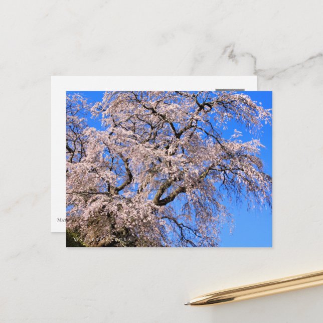 Matabei-Zakura: Weeping Cherry Tree Postcard (Front/Back In Situ)