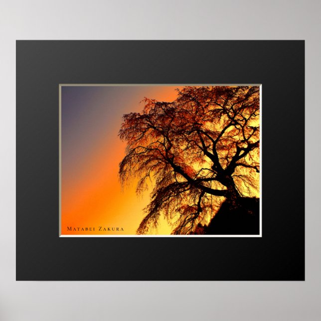Matabei-Zakura: Weeping Cherry Tree Poster (Front)