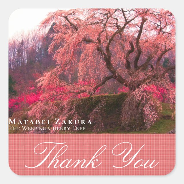 Matabei-Zakura: Weeping Cherry Tree Square Sticker (Front)