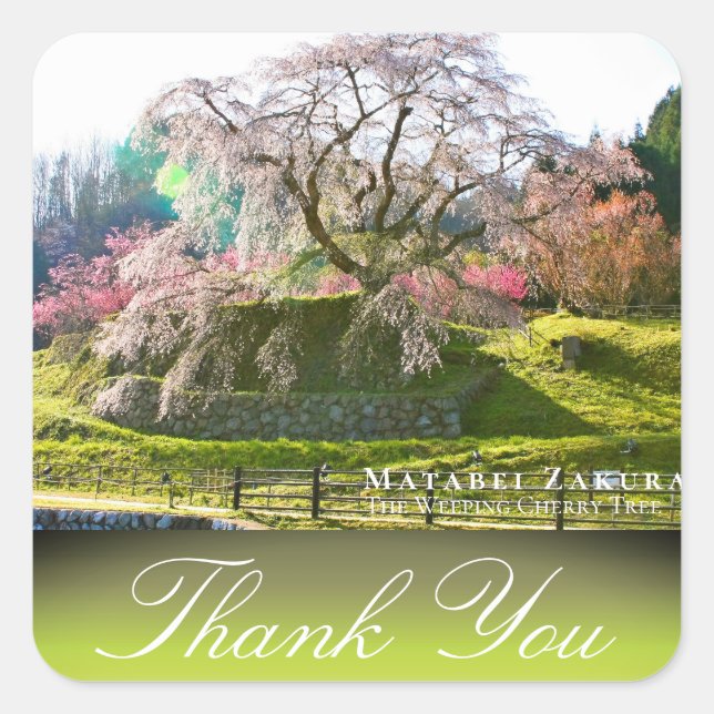 Matabei-Zakura: Weeping Cherry Tree Square Sticker (Front)
