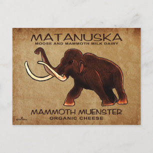 Matanuska Mammoth Muenster Cheese Postcard