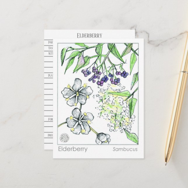 Materia Medica Elderberry Herbal Study Card (Front/Back In Situ)