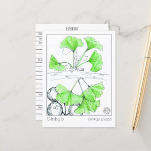 Materia Medica Ginkgo Biloba Herbal Study Card