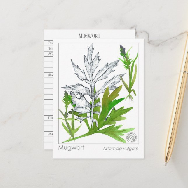 Materia Medica Mugwort Medicinal Herb Study Card (Front/Back In Situ)