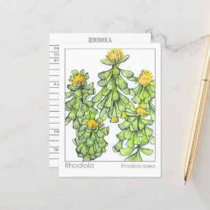 Materia Medica Rhodiola Plante Carte d'étude des p