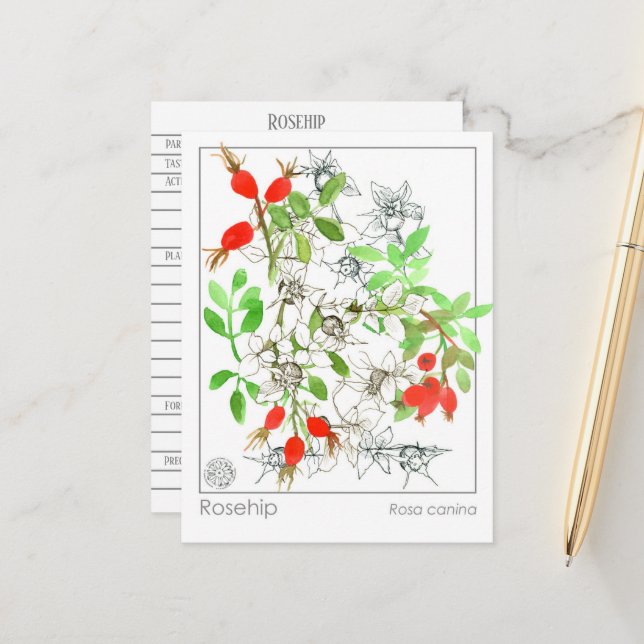 Materia Medica Rosehip Plant Herbal Study Card (Front/Back In Situ)