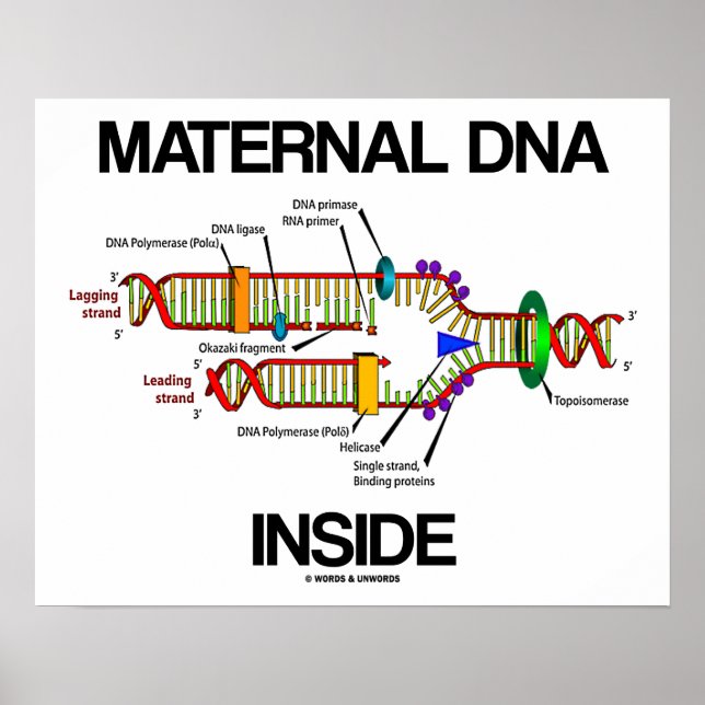 Maternal DNA Inside Genes Humour DNA Replication Poster (Front)