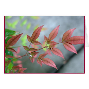 Matin d'été indien de la Saint-Martin