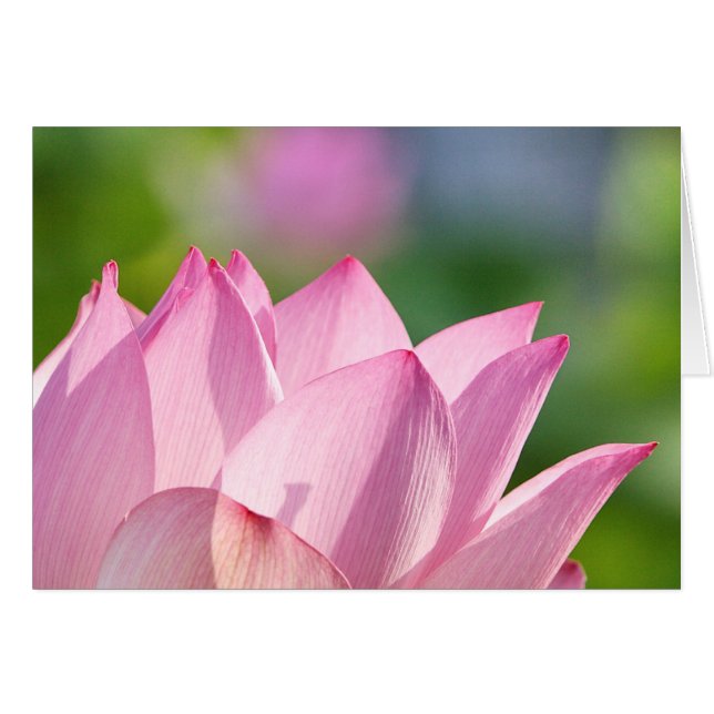 Matin rose (Devant Horizontal)