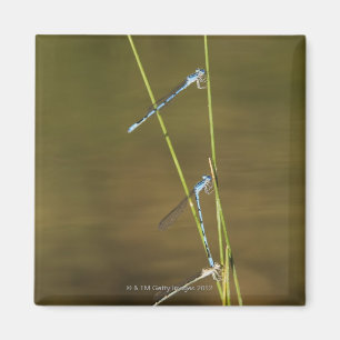 Mating Damselflies Magnet