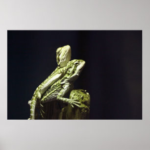 Mating Lizards Poster