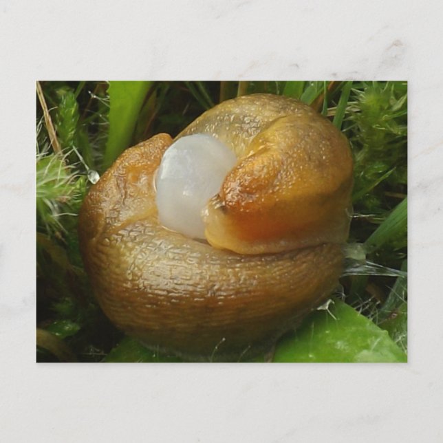 Mating Slugs Postcard (Front)