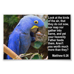 Matthew 6:26 with Blue Macaw Photo Print