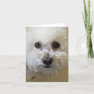 Mattie - Bichon Frise NoteCard