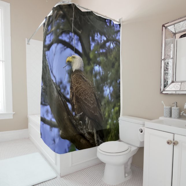 Mature Bald Eagle (In Situ)