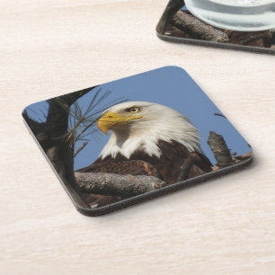 Mature Bald Eagle Head close up Coaster
