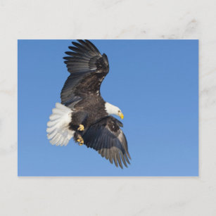 Mature Bald Eagle in flight with wings spread Postcard