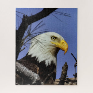 Mature Bald Eagle in Nest Jigsaw Puzzle