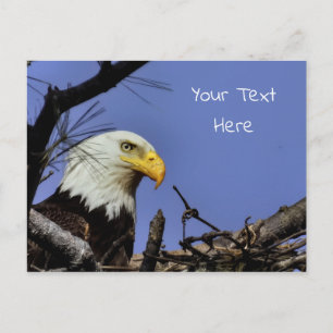 Mature Bald Eagle in Nest *Personalize* Postcard