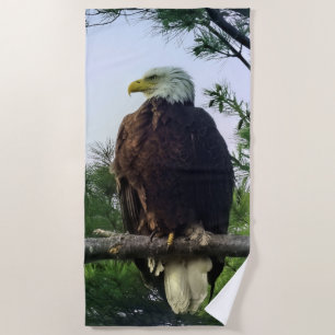 Mature Bald Eagle perched in Evergreen Tree Beach Towel