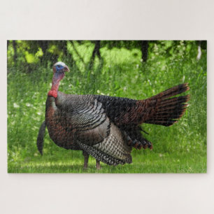 Mature Male Wild Turkey Displaying Feathers  Jigsaw Puzzle