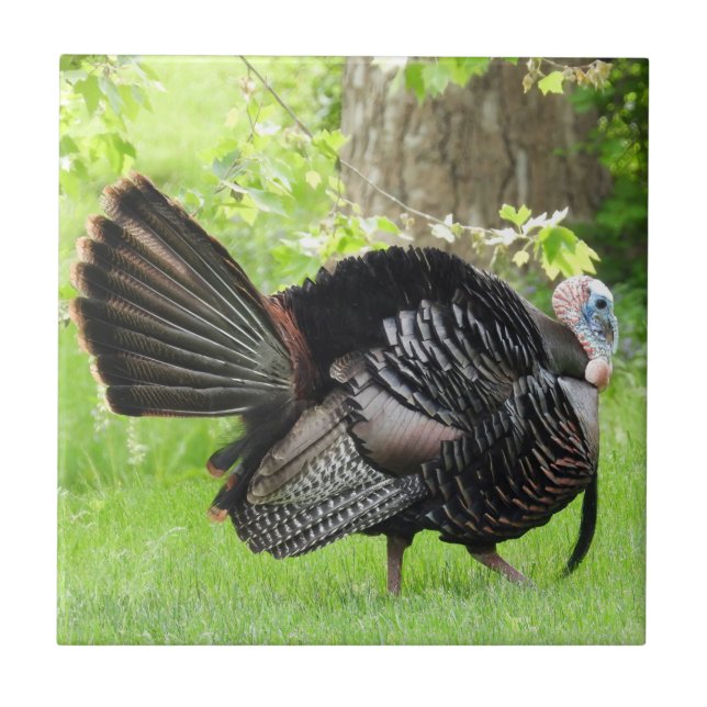 Mature Male Wild Turkey Displaying Feathers  Tile (Front)
