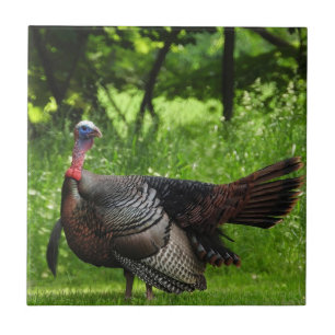 Mature Male Wild Turkey Displaying Feathers Tile