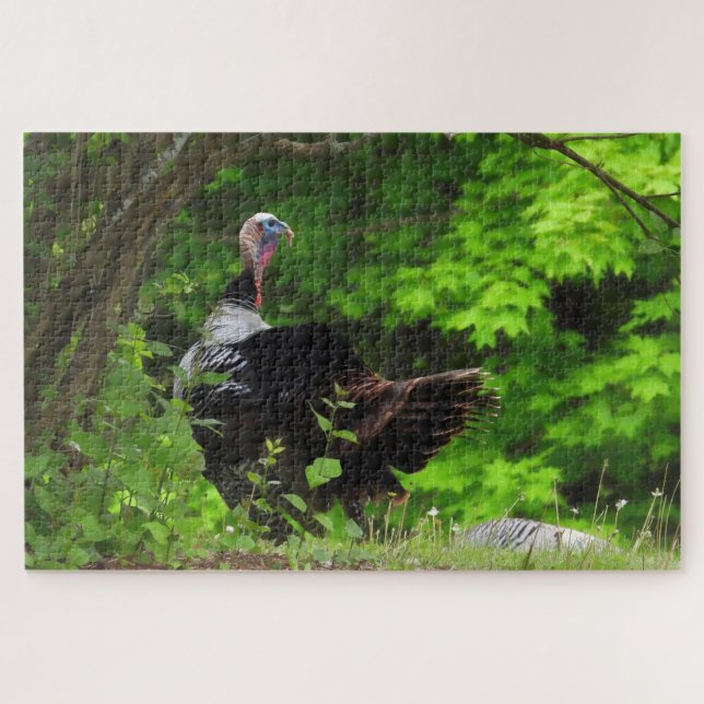 Mature Male Wild Turkey Jigsaw Puzzle (Horizontal)