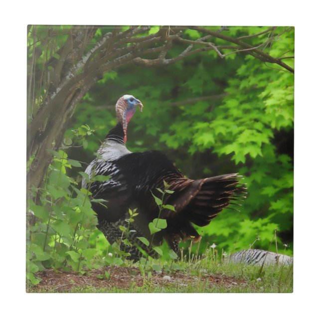 Mature Male Wild Turkey  Tile (Front)