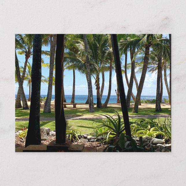 Maui Beach Hawaii Palm Trees Postcard (Front)