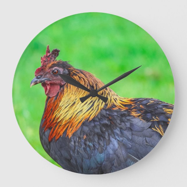 Maui chicken circlular wall clock (Front)