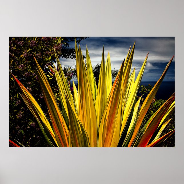 Maui Gold - Hawaii Poster (Front)