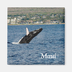 Maui Humpback Whale breaching Magnet