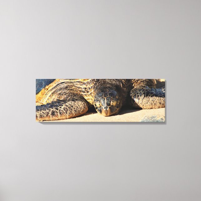 Maui Sea Turtle Canvas Print (Front)