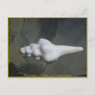 Maui Spindle Shell, Postcard
