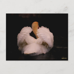 Maui Swan Postcard