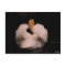 Maui Swan Postcard