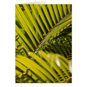 Mauritius, Central Mauritius, Moka, palm