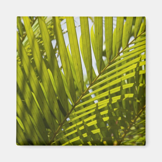 Mauritius, Central Mauritius, Moka, palm 2 Magnet (Front)