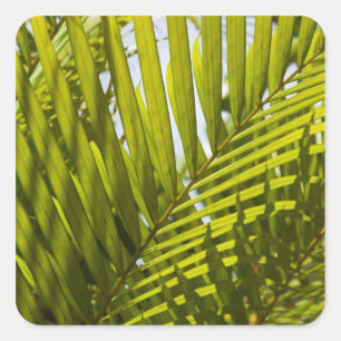 Mauritius, Central Mauritius, Moka, palm 2 Square Sticker