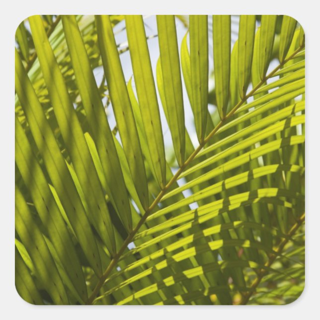 Mauritius, Central Mauritius, Moka, palm 2 Square Sticker (Front)