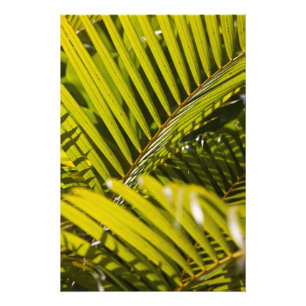 Mauritius, Central Mauritius, Moka, palm Photo Print