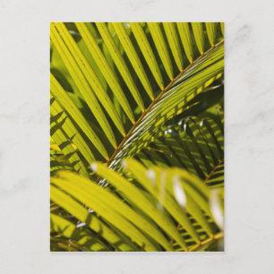 Mauritius, Central Mauritius, Moka, palm Postcard