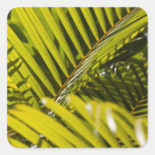 Mauritius, Central Mauritius, Moka, palm Square Sticker